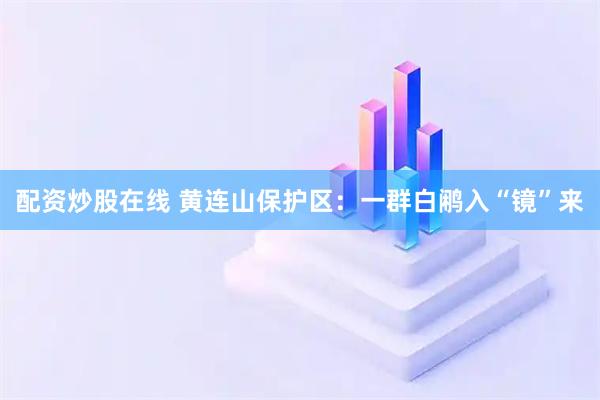 配资炒股在线 黄连山保护区：一群白鹇入“镜”来